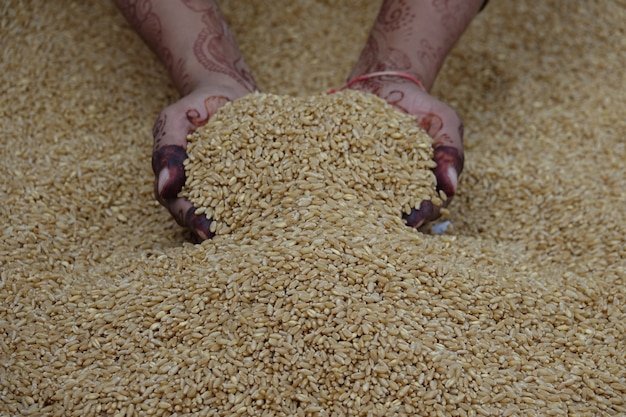 Barley grain